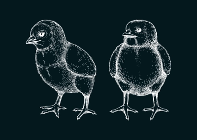 Hand drawn chicken sketches set. Cute white contoured chick drawings. Little lovely feathered baby bird in engraved style. Vector illustration isolated on chalkboard